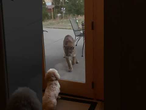 Tiny Dog Stares Down A Mountain Lion Through A Glass Door