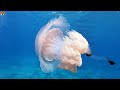 1 Hour Ocean Life 4K With Relaxation Music