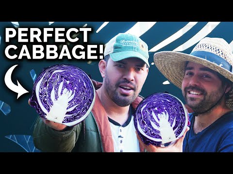 , title : 'HUGE Cabbage, Beet, & Kale Harvest!'