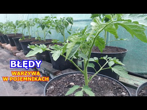 BŁĘDY w Uprawie Warzyw w Donicach