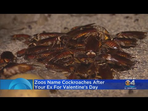 Name A Roach After Your Ex?