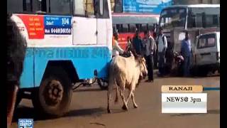 heart touching video of a cow Over loss of calf | Must Watch