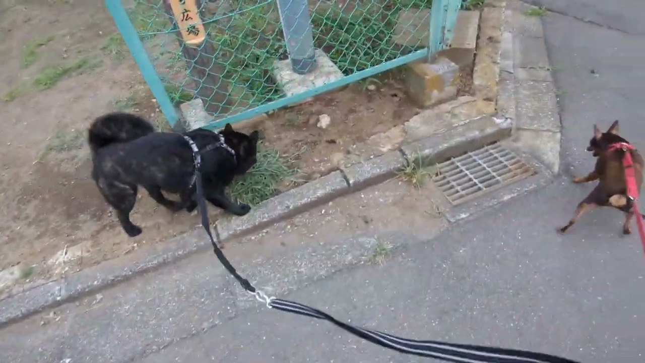 【甲斐犬】 朝のお散歩 【ミニピン】