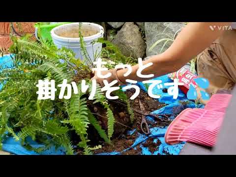 シマシダの家族