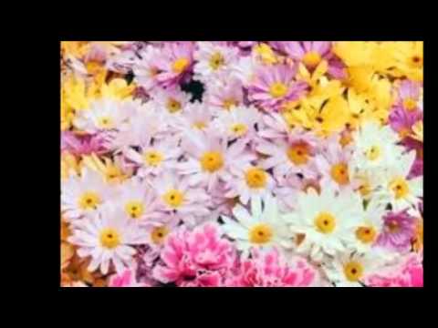 Belito Campos- Margaridas