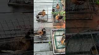 Download lagu cara melihat pikat belibis mp3