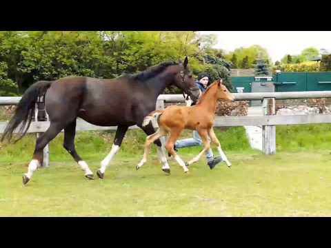 Sir Heinrich/ Florestan  Stutfohlen