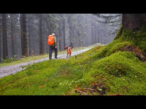 Ein Tag im Regenwald - Wanderung auf den Langenberg im Rothaargebirge