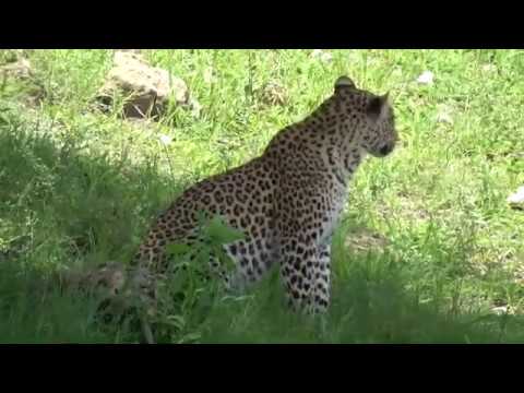 Leopard sighting - Serondela Lodge