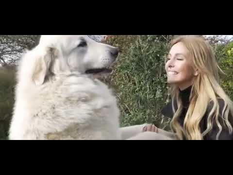 Top 10 Longest Dogs in world 🌎🌍 Dogs video's