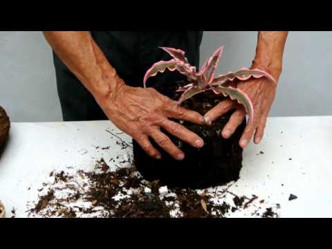 Siembra de la bromelia