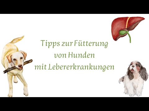 Wissenswertes zur Fütterung leberkranker Hunde
