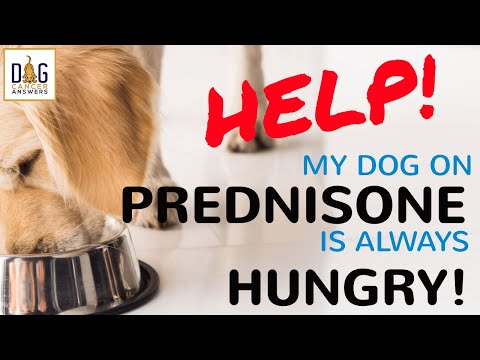 Help, My Dog on Prednisone Is Always Hungry │ Dr. Demian Dressler Q&A