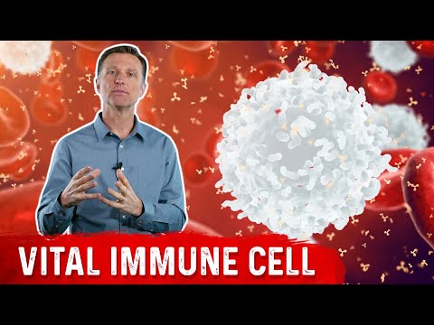 The Most Important White Blood Cell (WBC)