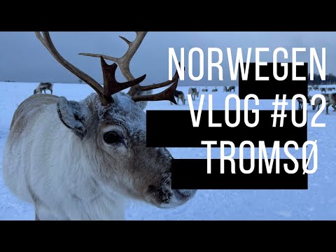 Norwegen VLOG #02-Tromsø-Rentiere, Schneemobil und Polarlichter