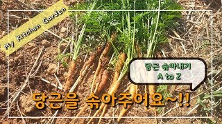 [당근 키우기 part 2.]텃밭에 파종한 당근🥕을 솎아주어요(당근 솎아주는 시기와 방법, 웃거름 주는 시기)