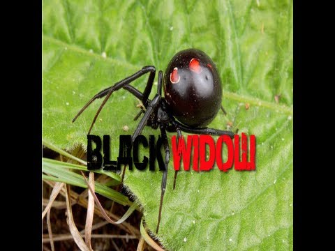 Mindepth- Black Widow