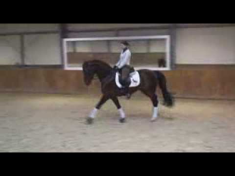 kowalscykonie.pl - El Greco (stallion, Ehrenstolz x Florestan I) - dressage training - 15.01.2014