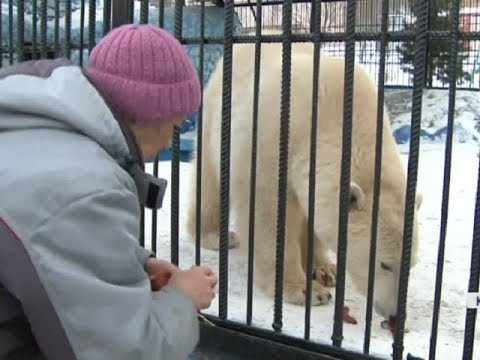 ロシア・クラスノヤルスク動物園で保護された野生孤児個体の名前が "ウルスラ(Урсула)" に決定 : Polarbearology & conjectaneum