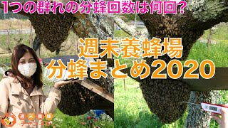 1つの群の分蜂回数は何回？【週末養蜂場の分蜂まとめ2020】