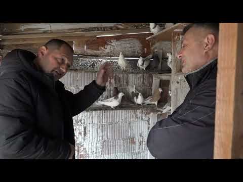 Golubari opštinskog saveza Sombor, januar 2024