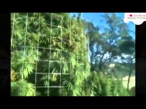 Smellington Piff - Gorilla Growers feat. Son Doobie, BVA and Leaf Dog (VIDEO) Prod. Leaf Dog