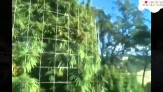 Smellington Piff - Gorilla Growers feat. Son Doobie, BVA and Leaf Dog (VIDEO) Prod. Leaf Dog