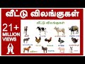 வீட்டு விலங்குகள் Veetu Vilangugal Farm Animal Names For Kids In Tam