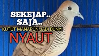Download lagu PANCINGAN PERKUTUT LOKAL bikin Lawan Emosi jadi Bunyi NYAUT ikut MANGGUNG jadi Nggayer mp3 Download lagu PANCINGAN PERKUTUT LOKAL bikin Lawan Emosi jadi Bunyi NYAUT ikut MANGGUNG jadi Nggayer mp3