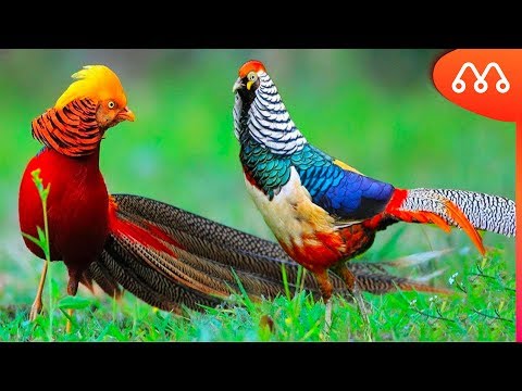 MOST BEAUTIFUL BIRDS IN THE WORLD - BIGGEST IN THE WORLD