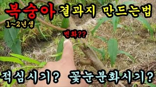 복숭아1~2년생 전정 적심후 결과지 생성된 모습입니다