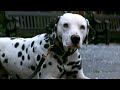 101 Dalmatians 1996 Pongo Meets Perdy
