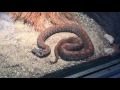 Detroit Zoo Pt 8