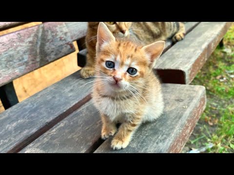 Incredibly cute kittens without a home are seeking attention from their mother cat