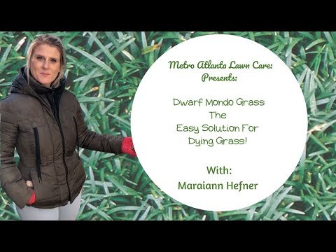 Dwarf Mondo Grass - One Solution For Dying Grass