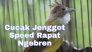 Download lagu Cucak Jenggot Gacor Speed Rapat Isian Gereja Tarung Buat Masteran Murai Batu Kacer Cucak Ijo mp3