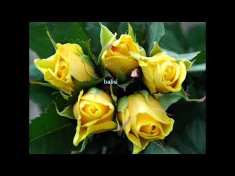 Mark Ashley King of Roses