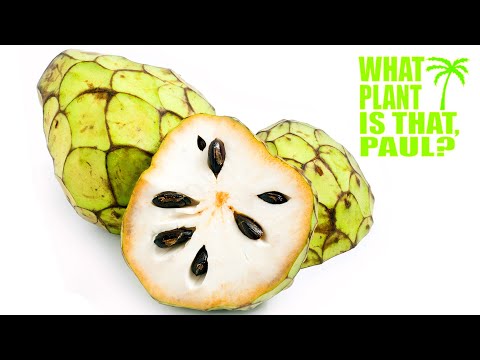 CHERIMOYA Review - ( Mark Twain's Favorite Fruit )