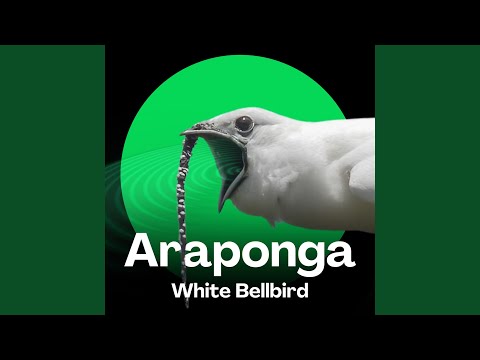 Araponga Som da Floresta