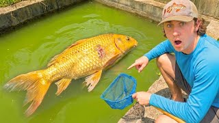 Rescuing Expensive KOI From POND DESTRUCTION!
