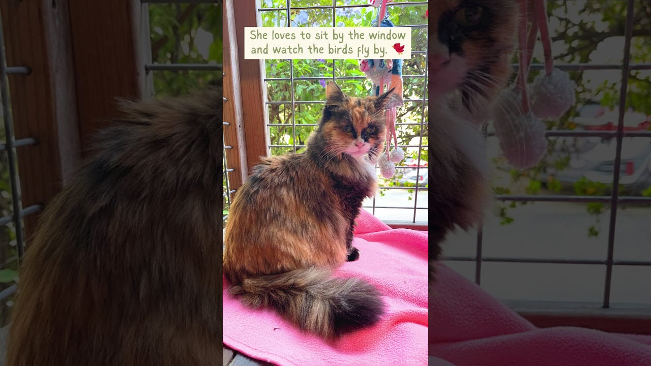 Enlarge Sunshine, a Adoptable mixed breed in Cambria, CA video 6/6