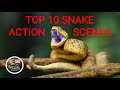 TOP 10 Wild Snake Scenes THE BEST SNAKE ACTION Snake Hunt Snake Fight