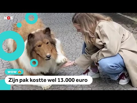 Japanse man wil geen mens meer zijn en leeft als hond
