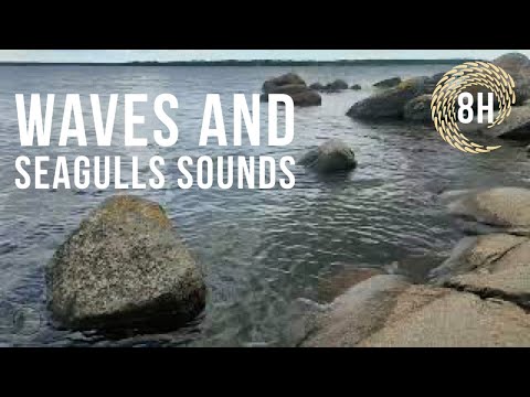 8 hrs of calming sea waves and seagulls ASMR sounds I Almo Naturrereservat