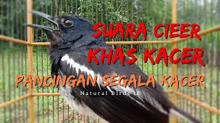 Download lagu SUARA CIER KHAS KACER SANGAT AMPUH UNTUK TERAPI SEGALA JENIS KACER, KACER STRES MBISU BUNYI SEKETIKA mp3