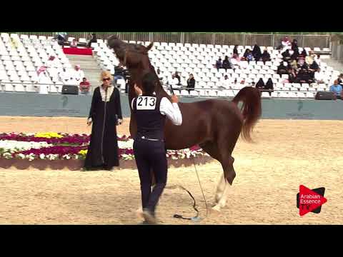 N.213 HARITH AL KHALEDIAH - Asharqia Classic 2018