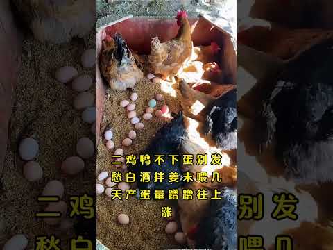 #土鸡散养 #养鸡小妙招 #养鸡 #三农 养鸡 养鸡小妙招 #科普 #饲养员日常 #搞笑