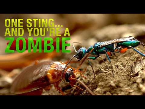 Beautiful Wasp zombifies cockroach TNG