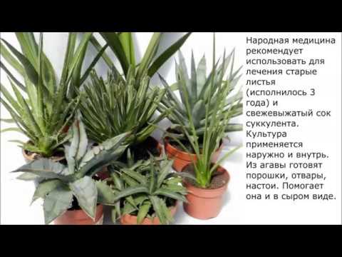 Агава польза и противопоказания  Рецепты народной медицины