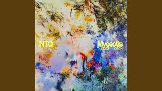 Myosotis